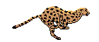 cheetah.gif (7232 bytes)